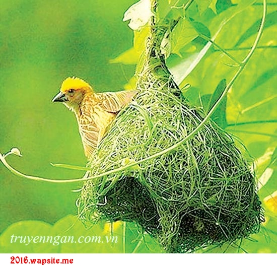 Những mùa chim làm tổ